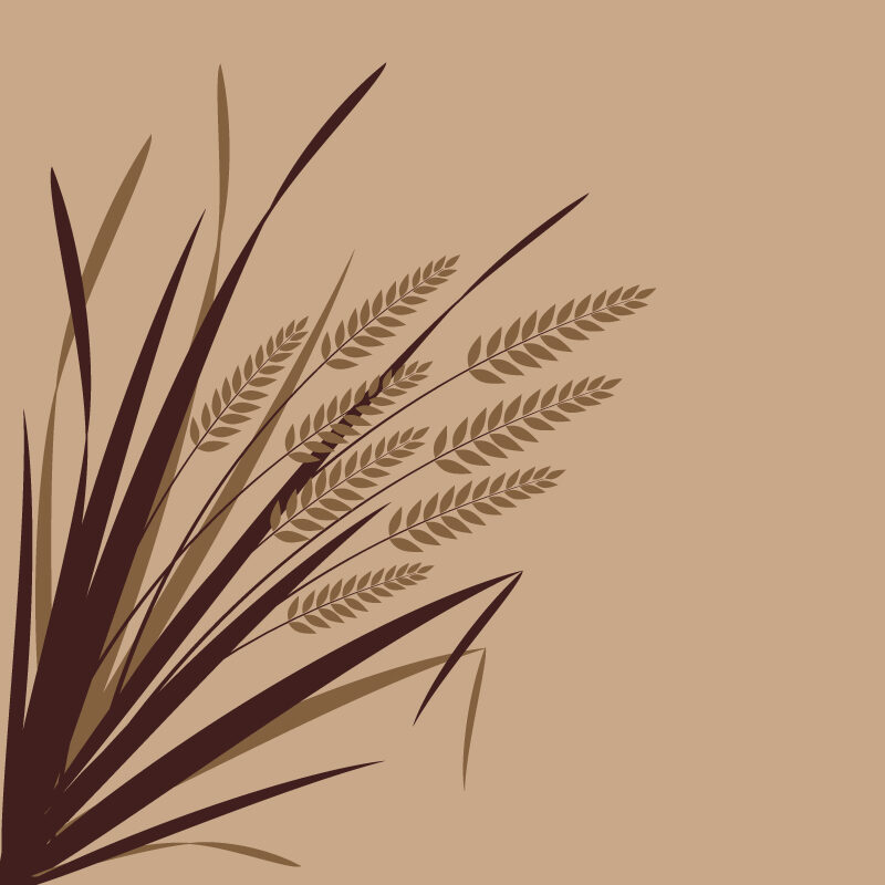 Rice Paddy Tableware 2015