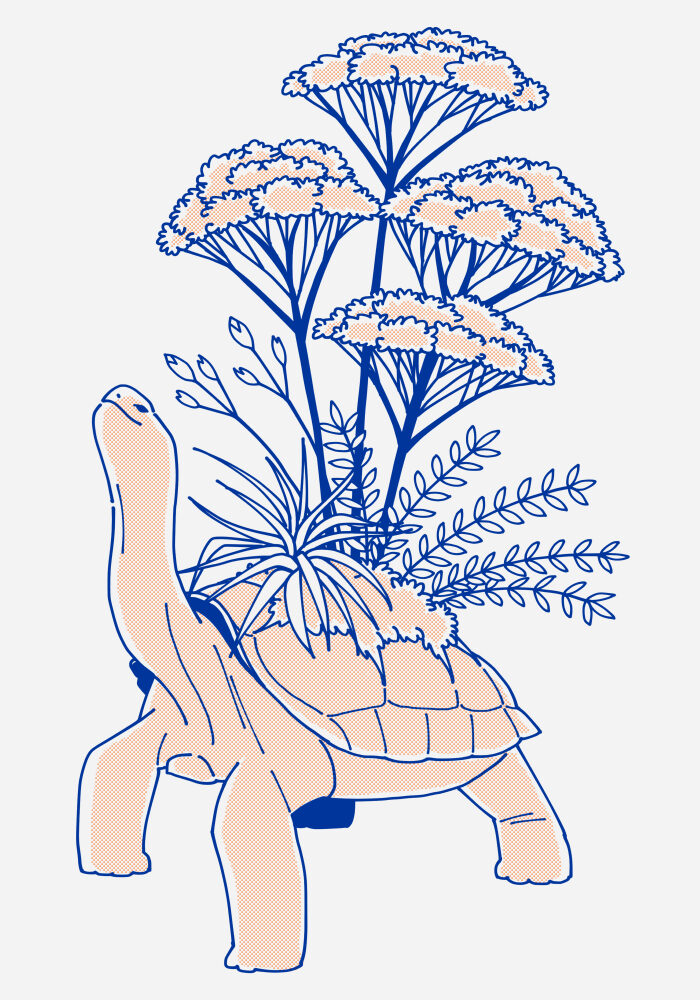 Garden Tortoise 2018